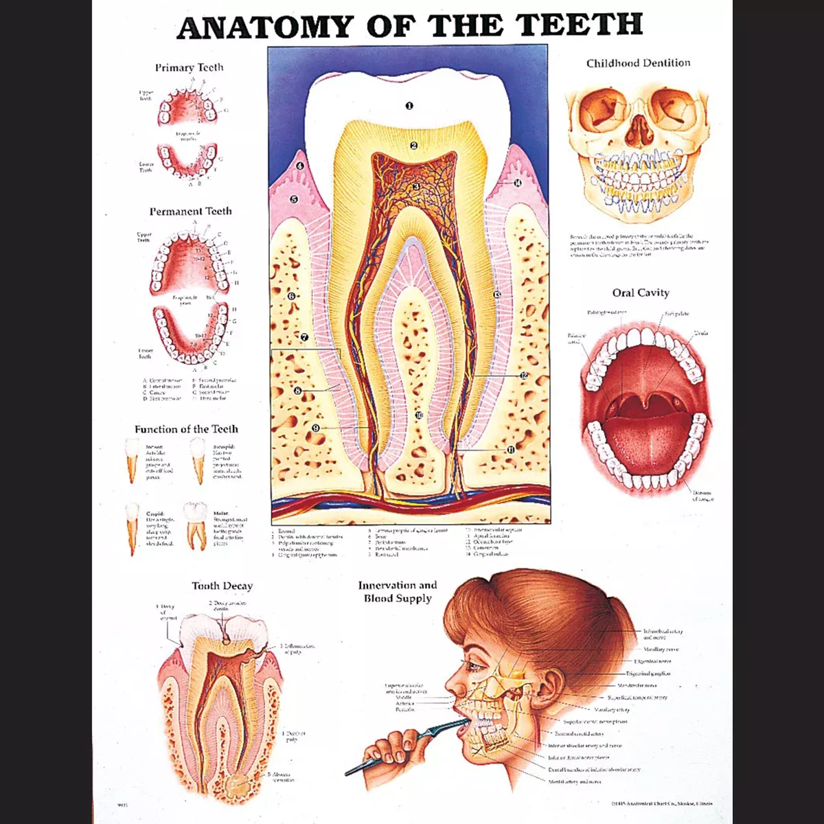 Anatomy Of The Teeth Chart