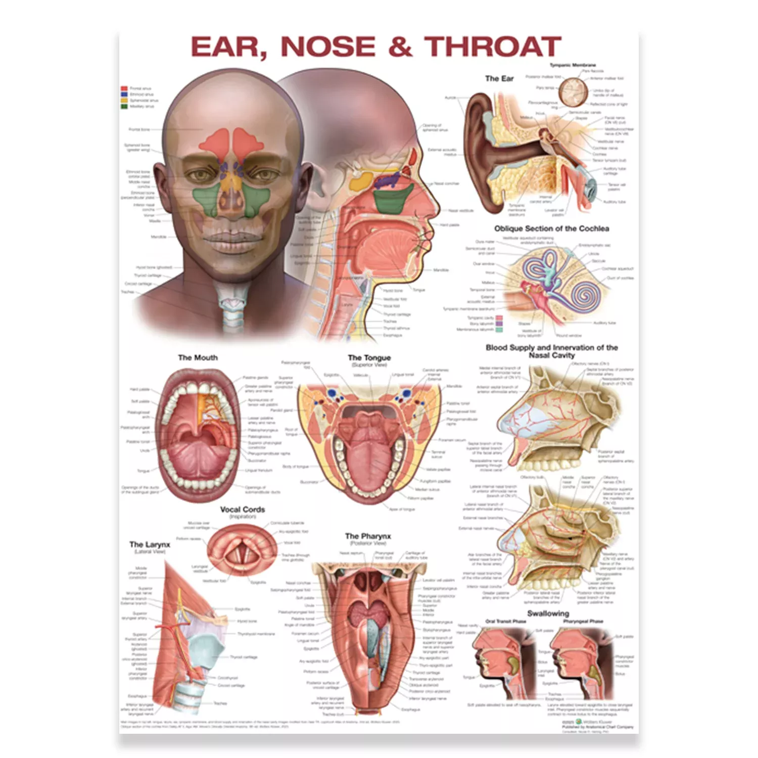 Ear, Nose & Throat Chart