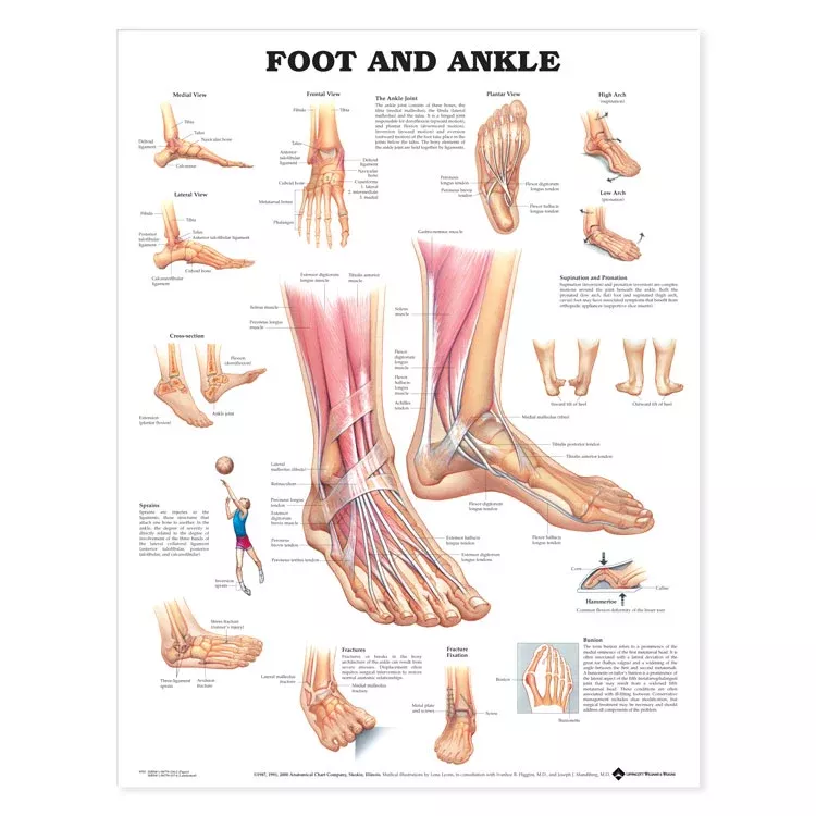 Foot and Ankle Chart